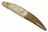 Fossil Plesiosaur (Zarafasaura) Tooth With Root #344876-1